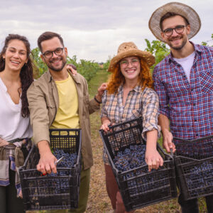 La &ldquo;Ganzega&rdquo; &egrave; salva in Trentino: ed anche gli amici possono aiutare a fare la vendemmia