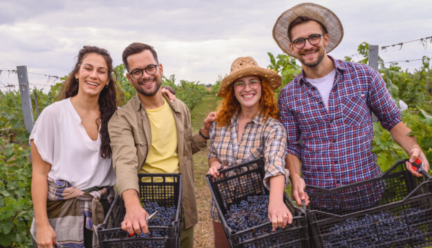 La &ldquo;Ganzega&rdquo; &egrave; salva in Trentino: ed anche gli amici possono aiutare a fare la vendemmia