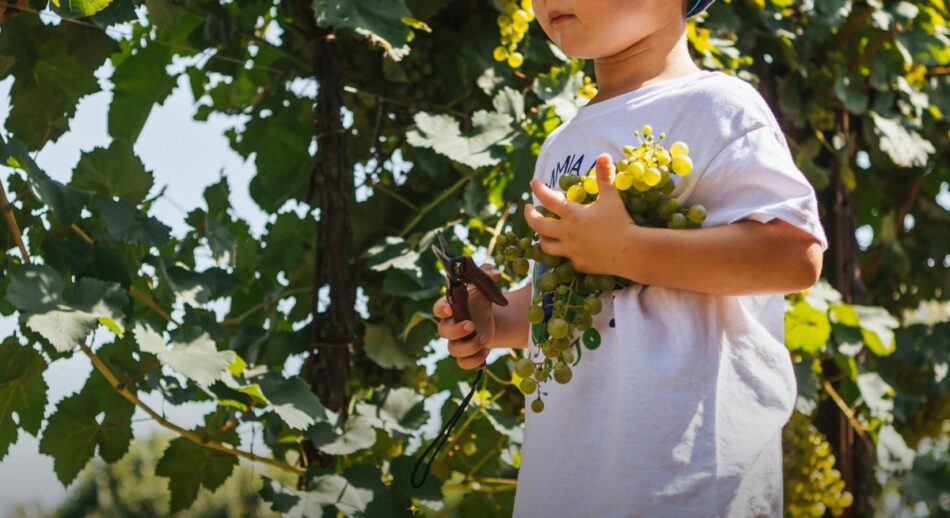 La “Vendemmia dei Bambini” a Ca’ di Rajo nelle Colline del Conegliano Valdobbiadene Prosecco Superiore Docg 