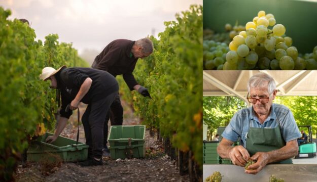 Ch&acirc;teau Margaux e non solo, anche a Bordeaux la vendemmia &egrave; all&rsquo;insegna della precocit&agrave;