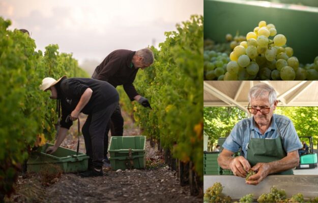 Bordeaux, BRUNELLO DI MONTALCINO, CAMBIAMENTO CLIMATICO, CHÂTEAU MARGAUX, CHÂTEAU TROPLONG MONDOT, FRANCIA, ITALIA, MONTALCINO, PRECOCITÀ, VENDEMMIA 2026, Mondo
