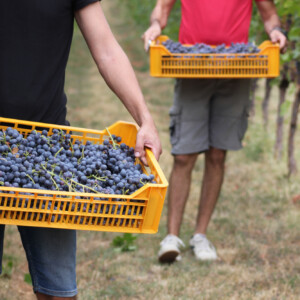 La Valpolicella &egrave; gi&agrave; in piena raccolta, e guarda al futuro gestendo rese e volumi