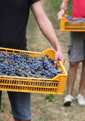 La Valpolicella &egrave; gi&agrave; in piena raccolta, e guarda al futuro gestendo rese e volumi