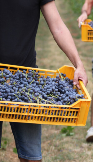 La Valpolicella &egrave; gi&agrave; in piena raccolta, e guarda al futuro gestendo rese e volumi