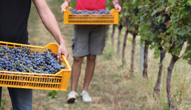 La Valpolicella &egrave; gi&agrave; in piena raccolta, e guarda al futuro gestendo rese e volumi