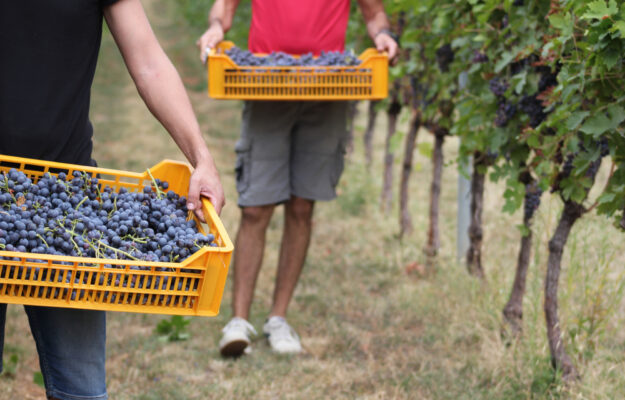 CONSORZIO BAROLO BARBARESCO ALBA LANGHE DOGLIANI, CONSORZIO BOLGHERI E BOLGHERI SASSICAIA, CONSORZIO BRUNELLO DI MONTALCINO, CONSORZIO CHIANTI CLASSICO, CONSORZIO ETNA DOC, CONSORZIO VINI D’ABRUZZO, CONSORZIO VINI VALPOLICELLA, PRECOCITÀ, VALPOLICELLA, VENDEMMIA 2026, Italia
