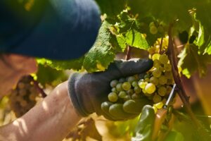 Borgogna, il caldo ha dato il via alla vendemmia 2026 da record: &egrave; la pi&ugrave; precoce di sempre