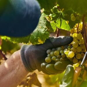Borgogna, il caldo ha dato il via alla vendemmia 2026 da record: &egrave; la pi&ugrave; precoce di sempre