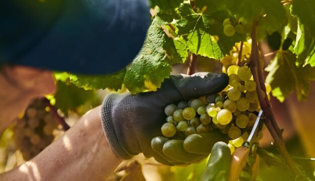 Borgogna, il caldo ha dato il via alla vendemmia 2026 da record: &egrave; la pi&ugrave; precoce di sempre