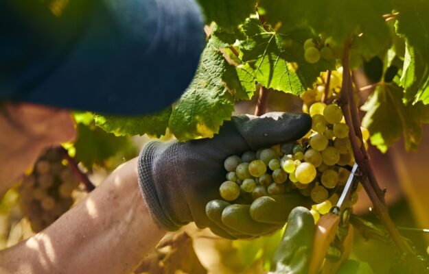 BORGOGNA, CALDO, CLIMA, VENDEMMIA, vino, Mondo