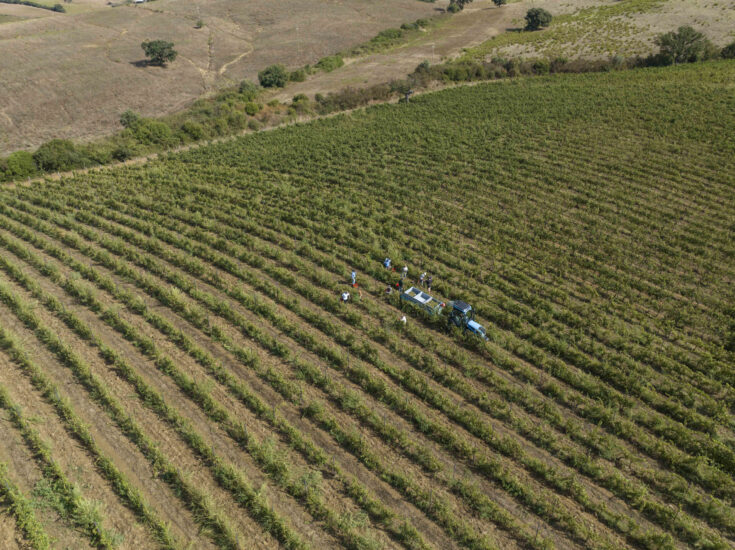 La vendemmia nella Maremma Toscana