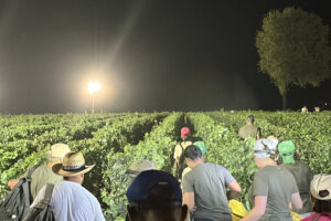 Anticipate, attese, celebrative, notturne: cantine e consorzi raccontano le tante vendemmie d&rsquo;Italia