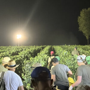 Anticipate, attese, celebrative, notturne: cantine e consorzi raccontano le tante vendemmie d&rsquo;Italia