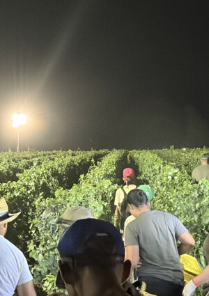 Anticipate, attese, celebrative, notturne: cantine e consorzi raccontano le tante vendemmie d&rsquo;Italia