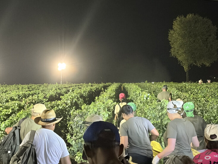 La prima vendemmia notturna in Franciacorta, by Berlucchi
