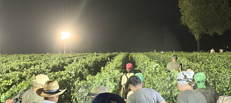 Anticipate, attese, celebrative, notturne: cantine e consorzi raccontano le tante vendemmie d&rsquo;Italia