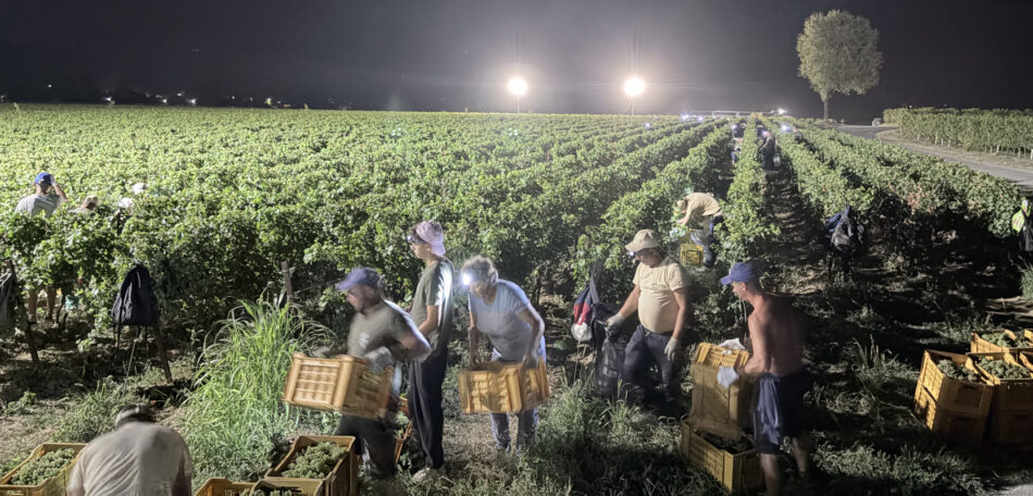La prima vendemmia notturna in Franciacorta, by Berlucchi