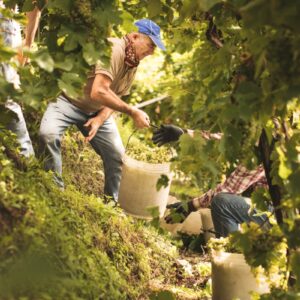 Dal vino alle mele, dal mais al cuneo salino: il clima riscrive l&rsquo;agroalimentare italiano