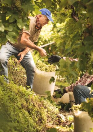 Dal vino alle mele, dal mais al cuneo salino: il clima riscrive l&rsquo;agroalimentare italiano