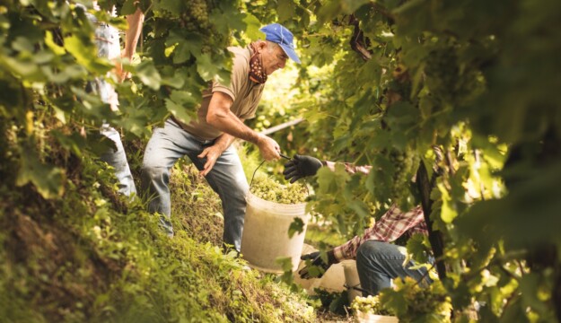 From wine to apples, from corn to saltwater intrusion: climate rewrites Italian agrifood