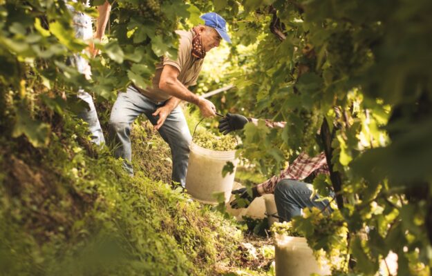 From wine to apples, from corn to saltwater intrusion: climate rewrites Italian agrifood