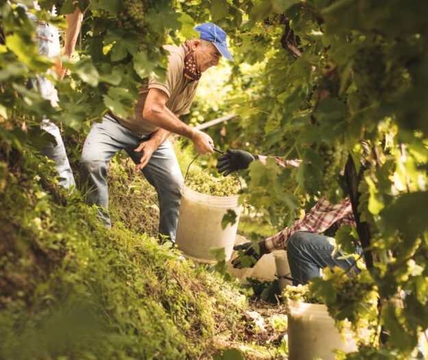 Dal vino alle mele, dal mais al cuneo salino: il clima riscrive l&rsquo;agroalimentare italiano