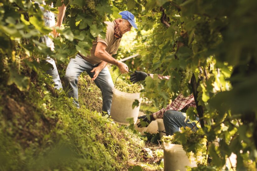 La vendemmia eroica nelle Colline del Conegliano Valdobbiadene Prosecco Superiore Docg (ph: Beatrice Pilotto)