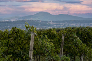 Vino cooperativo, al via la partnership tra Cantine Ermes e la storica realt&agrave; laziale Gotto d&rsquo;Oro
