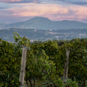 Vino cooperativo, al via la partnership tra Cantine Ermes e la storica realt&agrave; laziale Gotto d&rsquo;Oro