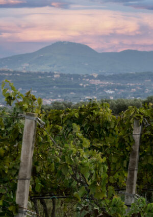 Vino cooperativo, al via la partnership tra Cantine Ermes e la storica realt&agrave; laziale Gotto d&rsquo;Oro