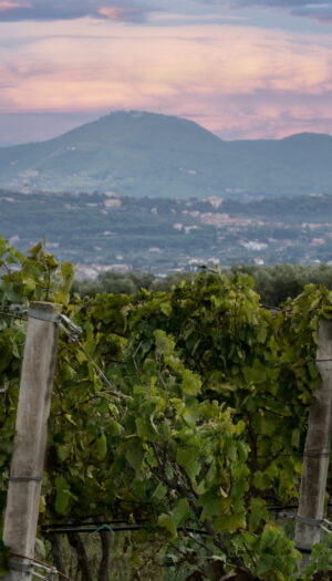 Vino cooperativo, al via la partnership tra Cantine Ermes e la storica realt&agrave; laziale Gotto d&rsquo;Oro