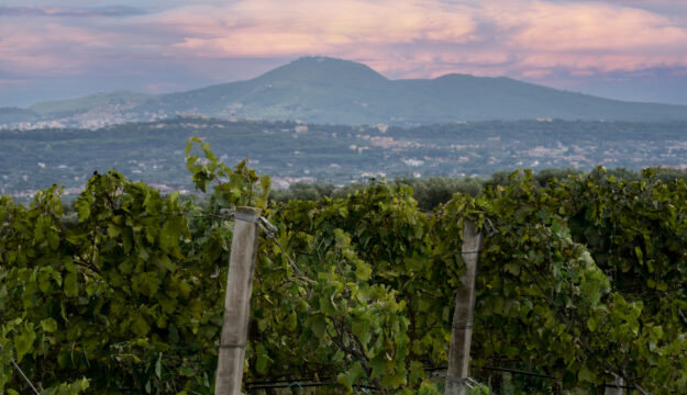 Vino cooperativo, al via la partnership tra Cantine Ermes e la storica realt&agrave; laziale Gotto d&rsquo;Oro