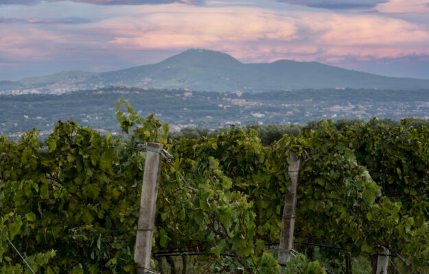 CANTINE ERMES, COOPERATIVE, GOTTO D'ORO, vino, Italia