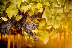Vendemmia 2026, ancora tagli di resa. Dopo Toscana, Piemonte e Veneto, anche Marche e Abruzzo