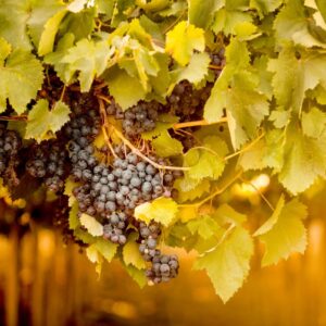 Vendemmia 2026, ancora tagli di resa. Dopo Toscana, Piemonte e Veneto, anche Marche e Abruzzo
