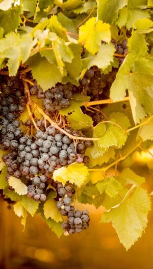 Vendemmia 2026, ancora tagli di resa. Dopo Toscana, Piemonte e Veneto, anche Marche e Abruzzo