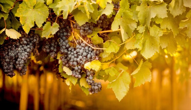 Vendemmia 2026, ancora tagli di resa. Dopo Toscana, Piemonte e Veneto, anche Marche e Abruzzo