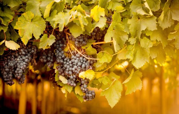 CONSORZIO VINI D’ABRUZZO, CONSORZIO VINI MAREMMA TOSCANA, DOMANDA E OFFERTA, ISTITUTO MARCHIGIANO DI TUTELA VINI, MARCHE, REGIONE ABRUZZO, REGIONE MARCHE, REGIONE TOSCANA, RESE, TAGLIO DELLE RESE, VENDEMMIA 2026, Italia