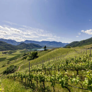 Cooperative del vino: l&rsquo;Alto Adige e l&rsquo;Italia ai vertici nel mondo, secondo &ldquo;Weinwirtschaft&rdquo;