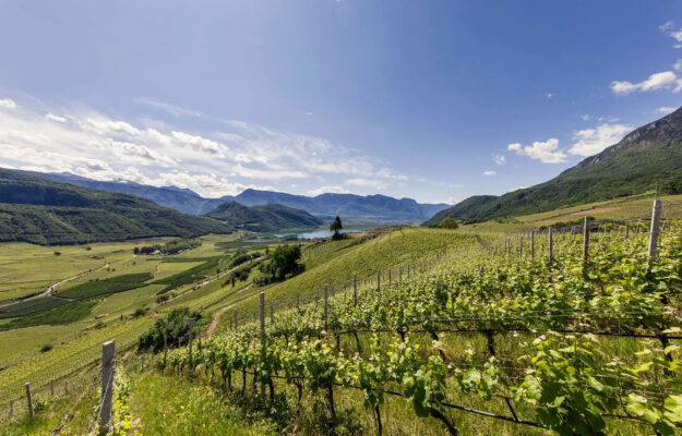 ALTO ADIGE, CAVIT, COOPERATIVE, COOPERAZIONE, TERLANO, WEINWIRTSCHAFT, Mondo