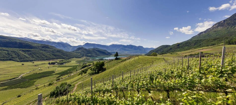 Cooperative del vino: l&rsquo;Alto Adige e l&rsquo;Italia ai vertici nel mondo, secondo &ldquo;Weinwirtschaft&rdquo;