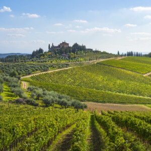 Consorzi del vino, verso il decreto che recepisce il regolamento Ue del 2024