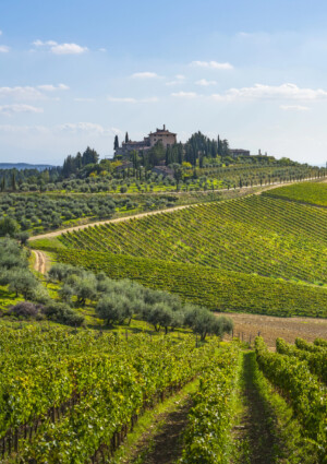 Consorzi del vino, verso il decreto che recepisce il regolamento Ue del 2024