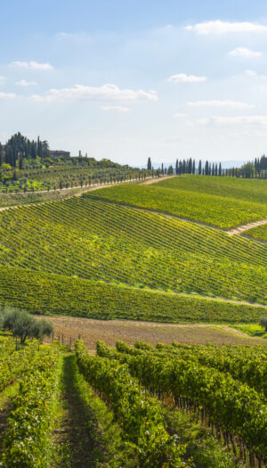 Consorzi del vino, verso il decreto che recepisce il regolamento Ue del 2024