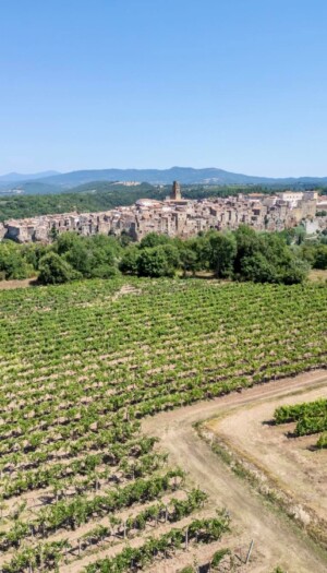 Bianco di Pitigliano, dai Romani ad oggi: una storia che festeggia sessanta anni di Doc