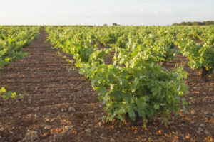 Anche in Spagna niente stime sulla vendemmia 2026 (come in Francia e in Italia)