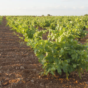 Anche in Spagna niente stime sulla vendemmia 2026 (come in Francia e in Italia)