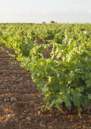 Anche in Spagna niente stime sulla vendemmia 2026 (come in Francia e in Italia)