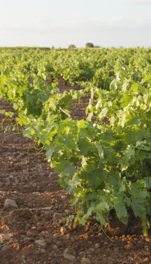 Anche in Spagna niente stime sulla vendemmia 2026 (come in Francia e in Italia)