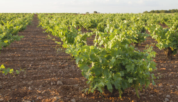 Anche in Spagna niente stime sulla vendemmia 2026 (come in Francia e in Italia)